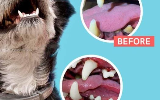 N STATE 7 Coral Springs, FL 33073