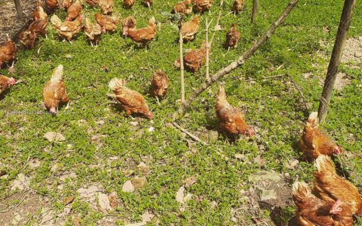 Vda. Marayal Caney Alto, ME 501037